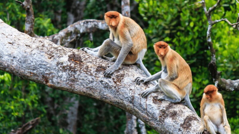 Kota Kinabalu : Fireflies & Sky Mirror Dream Beach Bongawan - Authentic Experiences and Authentic Challenges