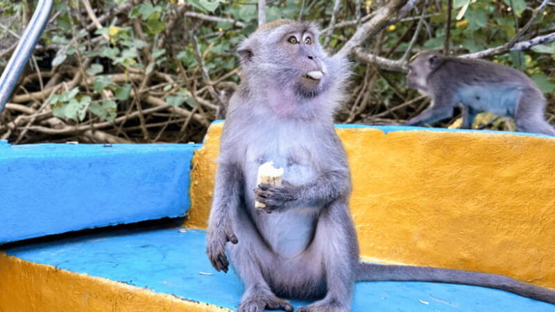 Kota Kinabalu : Fireflies & Sky Mirror Dream Beach Bongawan - Who Would Love This Tour?