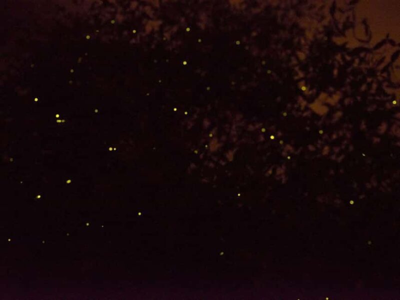 Kota Kinabalu: Klias River Cruise with Dinner and Fireflies - An Authentic Sabah Adventure: What to Expect