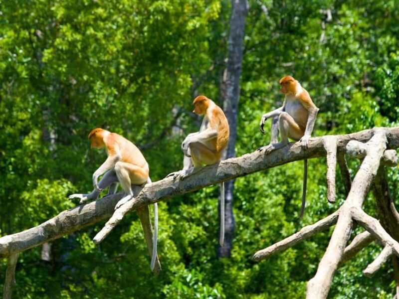 Kota Kinabalu: Klias River Cruise with Dinner and Fireflies - In-Depth Look at the Itinerary