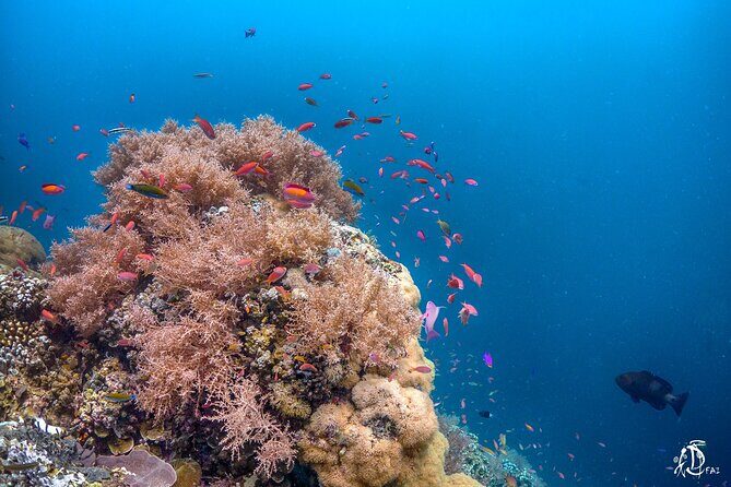 Kota Kinabalu Leisure Scuba Diving Trip (3 Dives) - Who Will Enjoy This Tour?