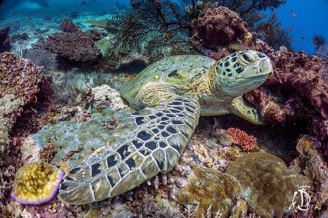 Kota Kinabalu Leisure Scuba Diving Trip (3 Dives) - FAQ