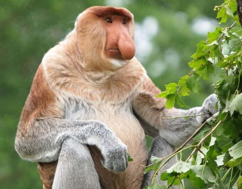 Kota Kinabalu: Mari Mari Village & Bongawan Cruise Package - Practical Details and Tips for Your Tour