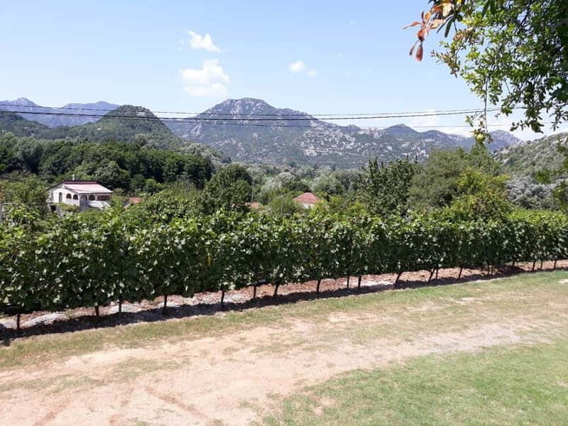 Kotor: Skadar Lake National Park with Wine Tasting - FAQs