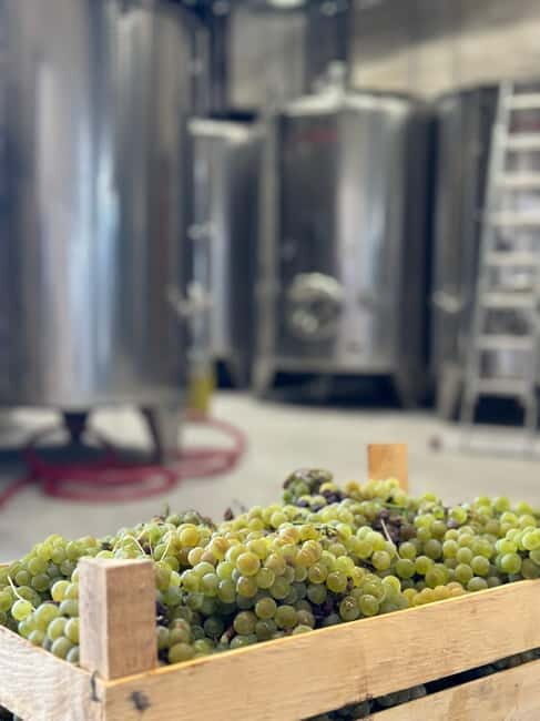 Kotor & Wine: Tasting the Charms Beneath Mount Lovcen - Key Points