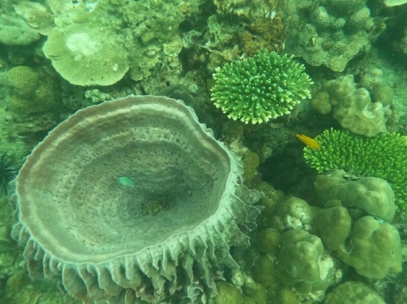 Krabi: 4 Islands & Krabi's Separated Sea Longtail Boat Tour - A Deep Dive into Krabi’s 4 Islands & Separated Sea Tour