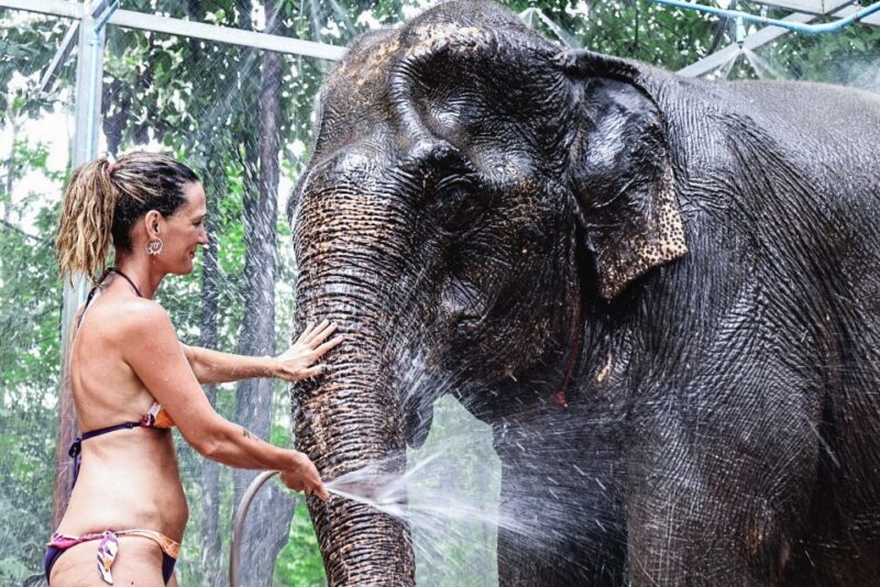 Krabi: Elephant Bathing Session at Krabi Elephant Shelter - Key Points