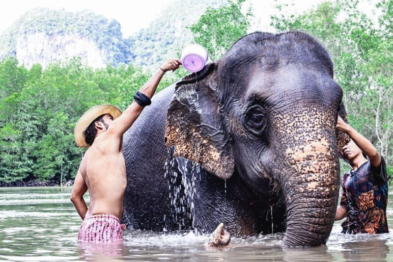 Krabi: Elephant Bathing Session at Krabi Elephant Shelter - What’s Included and Not?