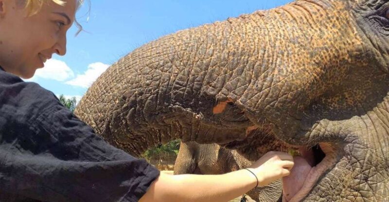 Krabi: Elephant Care House Guided Tour with Hotel Transfers - FAQ