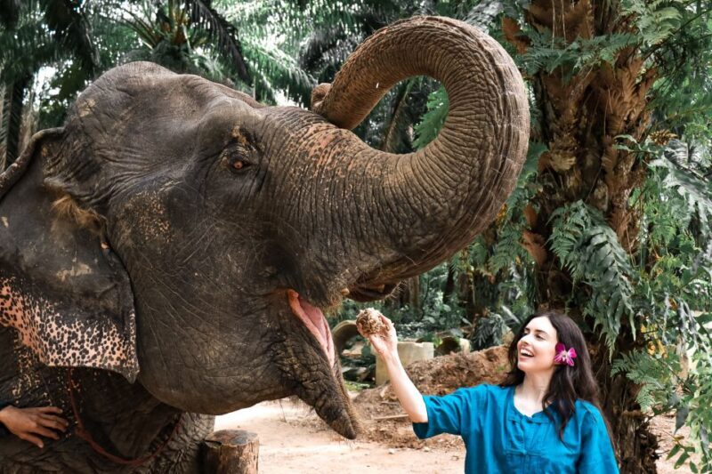 Krabi: Elephant Feeding Program - Practical Tips for Travelers