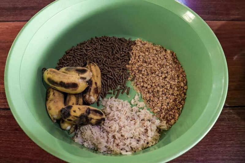 Krabi: Elephant Feeding Program - FAQs