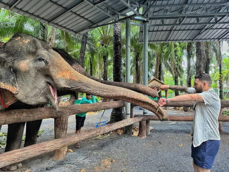 Krabi: Elephant Feeding Program with Food Preparation - Krabi: Elephant Feeding Program with Food Preparation — A Close-up with Compassion and Fun