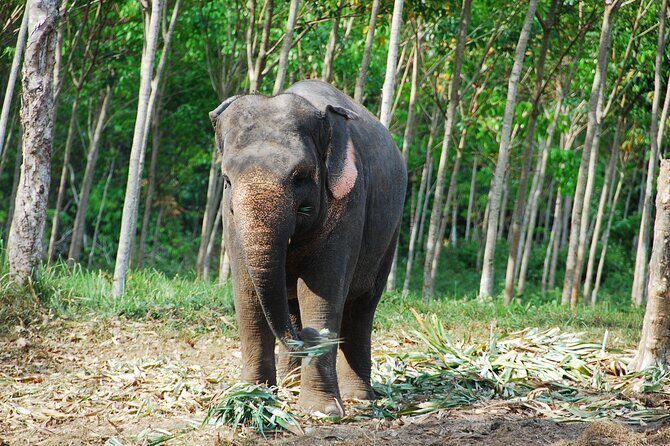 Krabi Elephant Sanctuary and Emerald Pool Adventure - Key Points