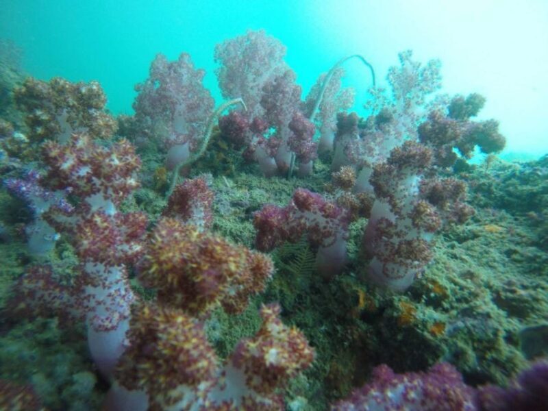 Krabi: Freediving and Snorkeling at Yawasam and Talu Island - Krabi: Freediving and Snorkeling at Yawasam and Talu Island