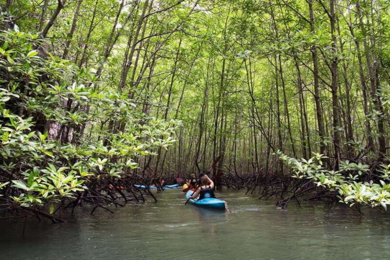 Krabi: Golden Hour Kayaking in Din Daeng's Mangrove Maze - An In-Depth Look at the Experience