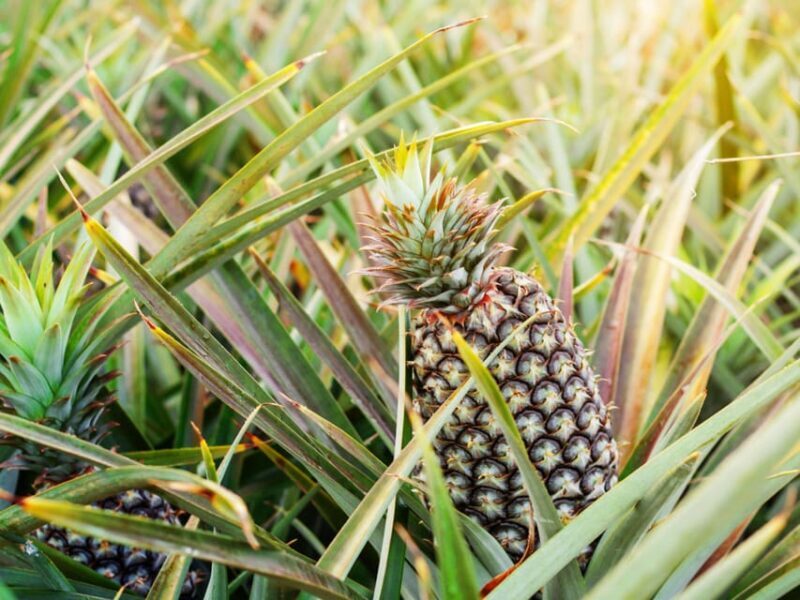 Krabi: Kayaking, Crystal Lagoon, and Fish Spa in Klong Root - A Closer Look at the Tour Experience