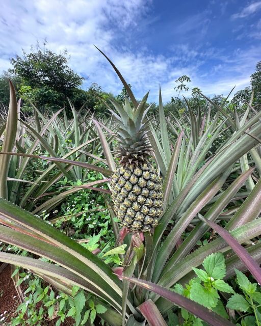 Krabi: Klong Root Kayaking Viewpoint,Fish Feeding and more - Final Thoughts