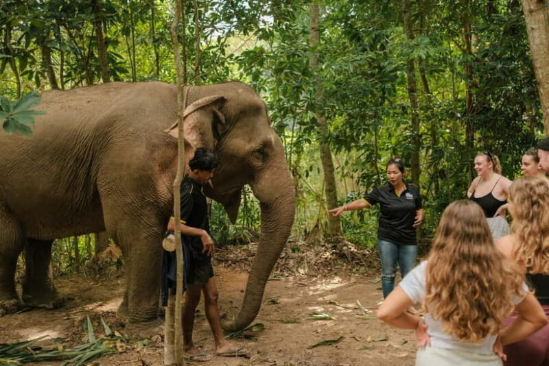 Krabi: Love Elephant Sanctuary Tour - Who Will Love This Experience?