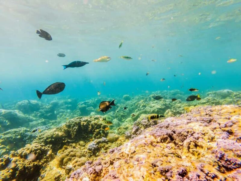 Krabi: Luminous Lagoon, Sunset Islands & Speedboat Adventure - Bioluminescent Night Swim