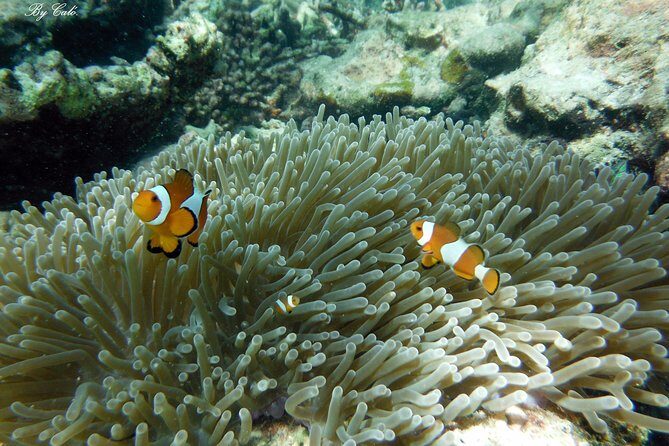 Krabi to James Bond and Hong Islands Offbeat Speedboat Tour - Itinerary Breakdown