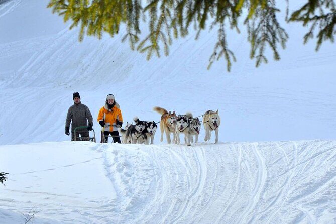 Kraków Full Dog Sled Ride - Who Will Love This Tour?
