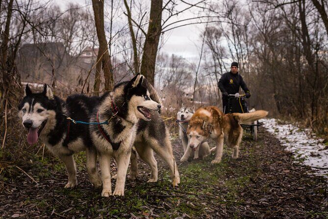 Kraków Full Dog Sled Ride - Frequently Asked Questions