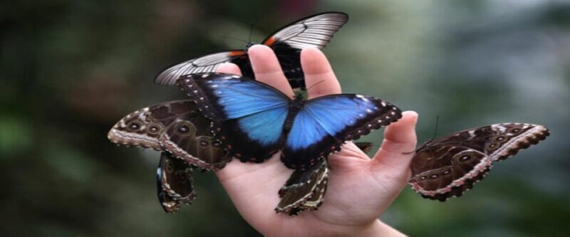 Krakow: Museum of Living Butterflies 2+2 - Who Will Love This Experience?