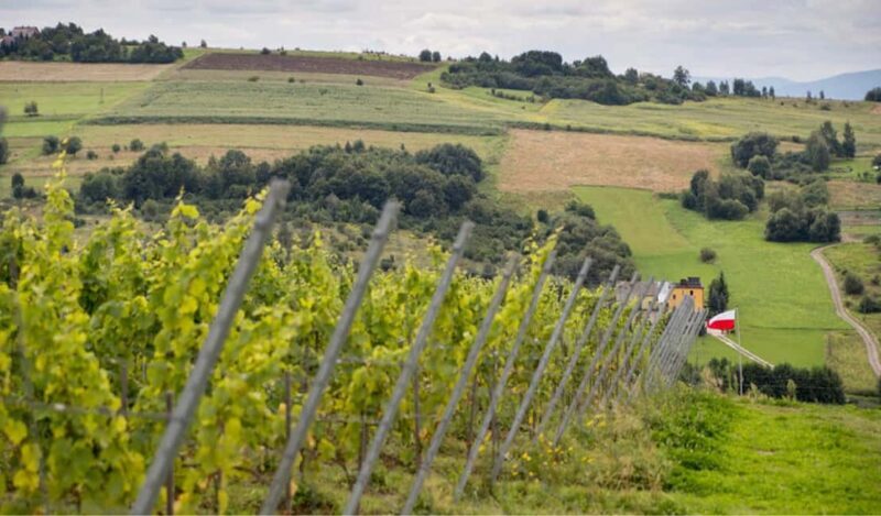 Kraków: Private Lavender Fields & Vineyard Tasting Tour - Final Thoughts