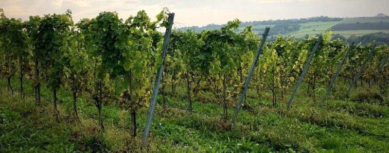 Kraków: Private Lavender Fields & Vineyard Tasting Tour - FAQ