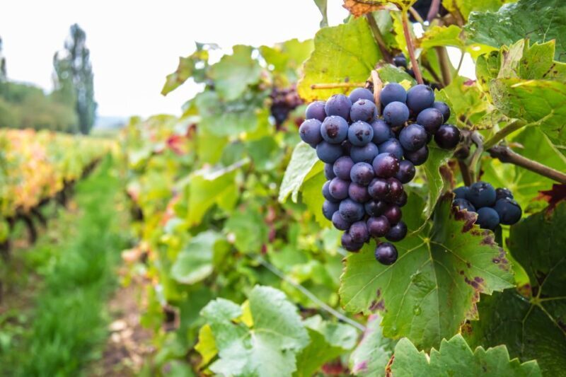 Krakow Wine Tasting Private Tour with Wine Expert - Key Points