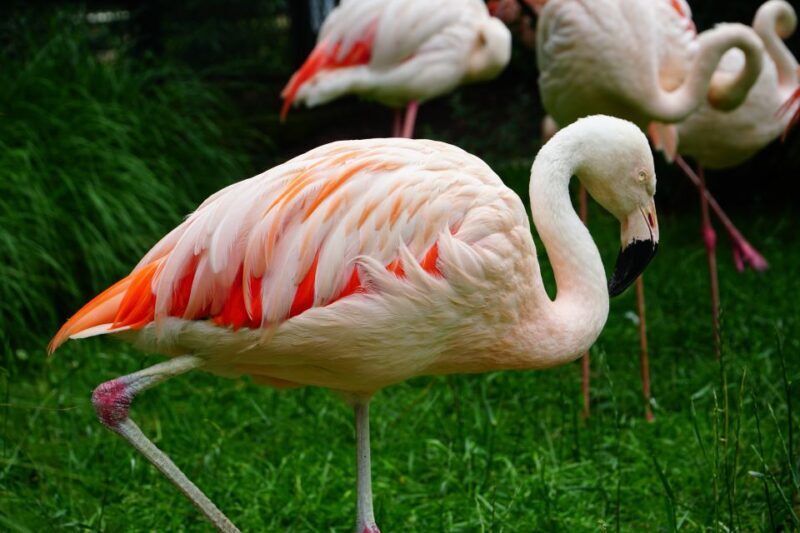 Krakow: Zoo Tour with Private Transport and Tickets - Introduction: Exploring Krakow’s Zoo with Comfort and Convenience