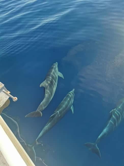 Krk: Golden Bay, Blue Cave, & 4 Islands Cruise - Who Will Love This Tour