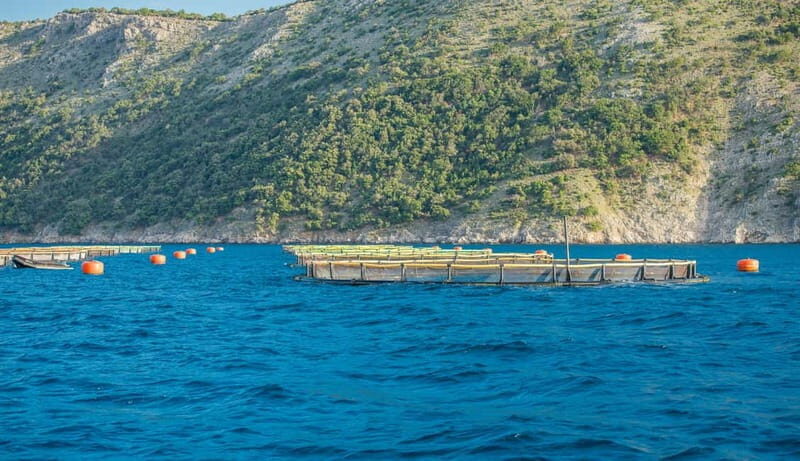 Krk: Golden Beach and Blue Cave Cruise with Welcome Drink - Key Points