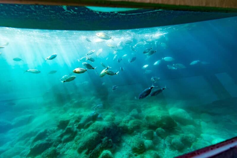 Krk: Yellow Semi-Submarine Tour - FAQs About the Krk Semi-Submarine Tour
