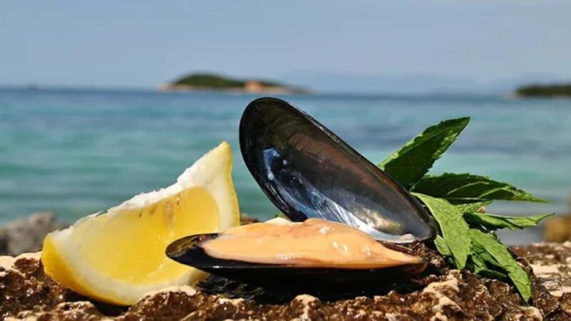 Ksamil Sailing & Mussel Tasting Experience - A Deep Dive into the Ksamil Sailing & Mussel Tasting Tour