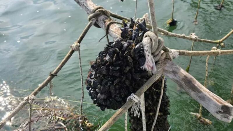 Ksamil Sailing & Mussel Tasting Experience - Final Thoughts: Is This Experience for You?