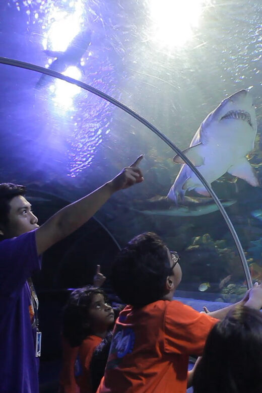 Kuala Lumpur: Aquaria KLCC Entry Ticket - An In-Depth Look at Aquaria KLCC: What You Can Expect