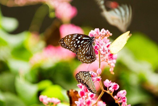 Kuala Lumpur Bird Park & Butterfly Farm Tour - In The Sum Up