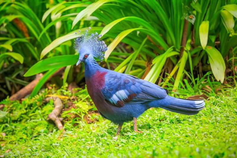 Kuala Lumpur: Bird Park Day Ticket & 1-Way Transfer - An Up-Close Look at the Kuala Lumpur Bird Park Tour