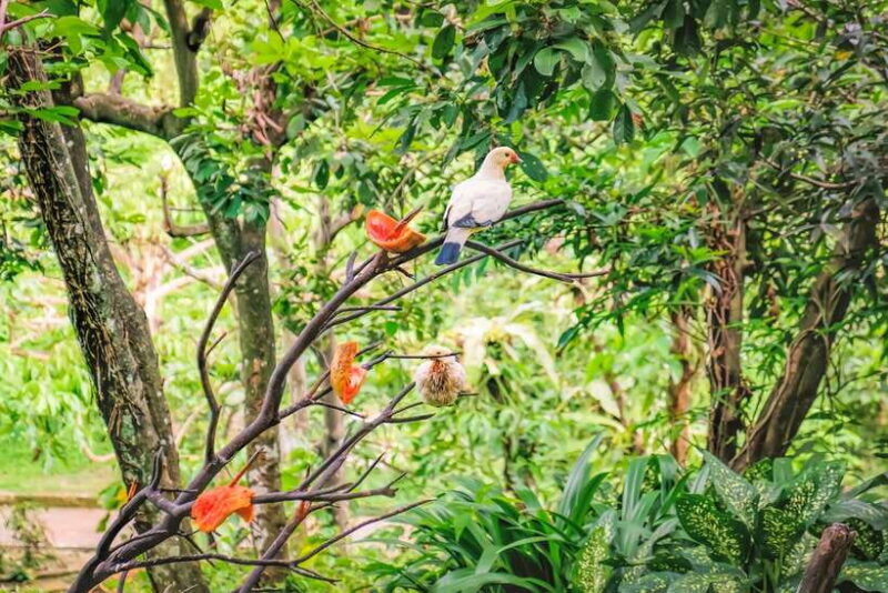 Kuala Lumpur: Bird Park Day Ticket & 1-Way Transfer - Logistics and Practicalities