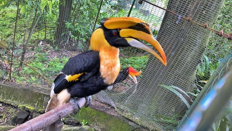 Kuala Lumpur: Bird Park Day Ticket & 1-Way Transfer - The Sum Up
