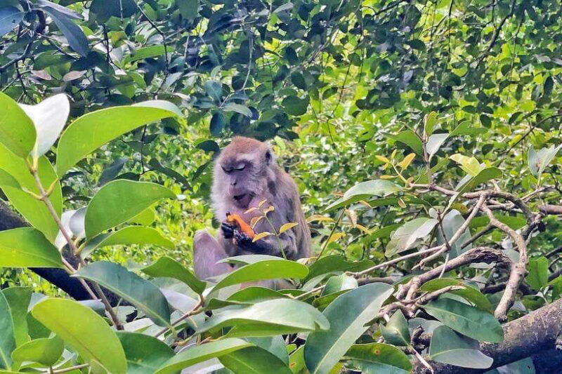 Kuala Lumpur: Bird Park Day Ticket & 1-Way Transfer - FAQ