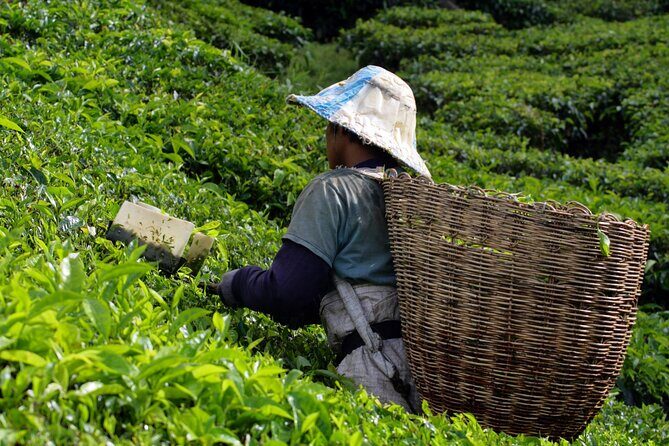 Kuala Lumpur: Cameron Highlands & Batu Caves Private Day Tour - Cameron Highlands: A Breath of Fresh Air