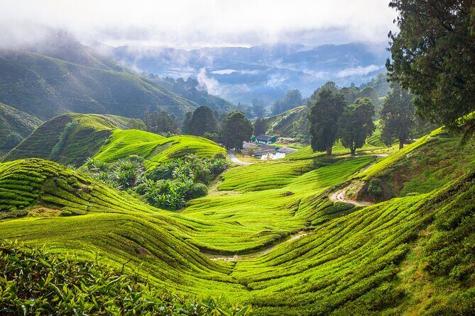 Kuala Lumpur: Cameron Highlands & Batu Caves Private Day Tour - Who Will Love This Tour?