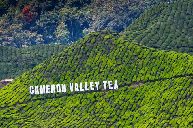 Kuala Lumpur: Cameron Highlands & Batu Caves Private Day Tour - FAQ