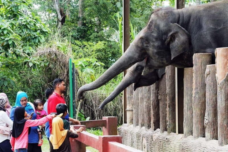 Kuala Lumpur Day Tour: Batu Caves & Elephant Sanctuary - Exploring Kuala Lumpur’s Batu Caves & Elephant Sanctuary: A Balanced Day Trip