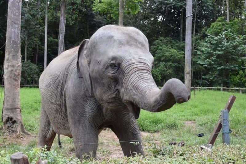 Kuala Lumpur Day Tour: Batu Caves & Elephant Sanctuary - Key Points