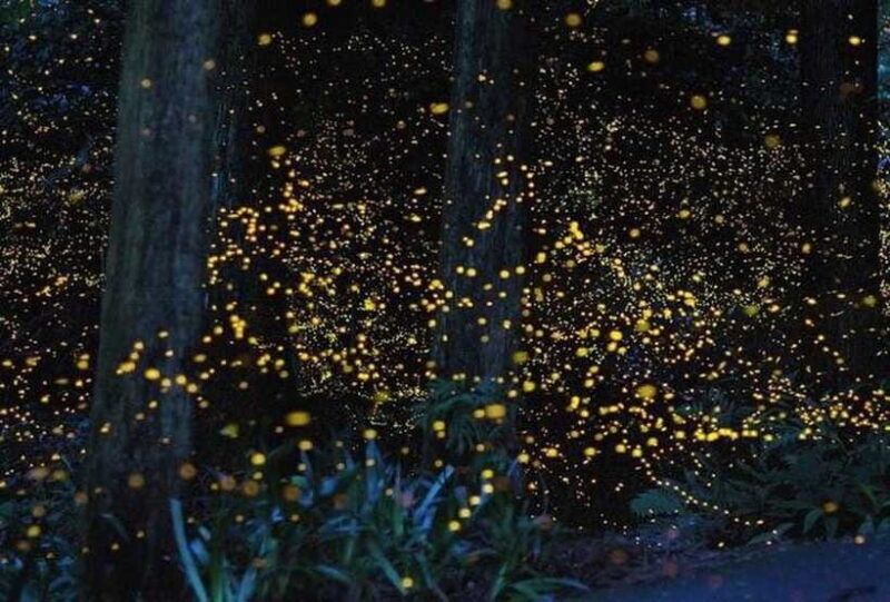 Kuala Lumpur: Fireflies Tour with Dinner and Hotel Pickup - FAQs