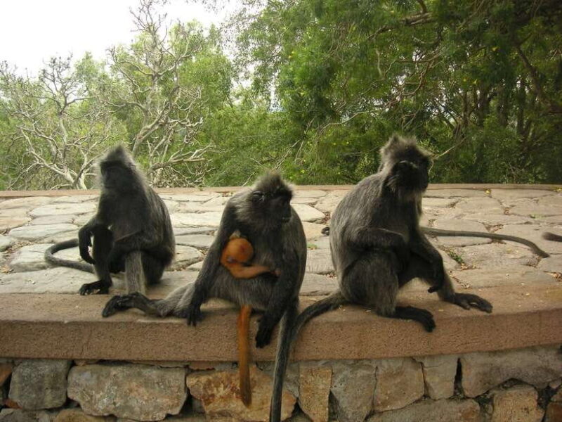 Kuala Lumpur: Kuala Selangor Firefly Tour and Dinner - What We Love About This Tour