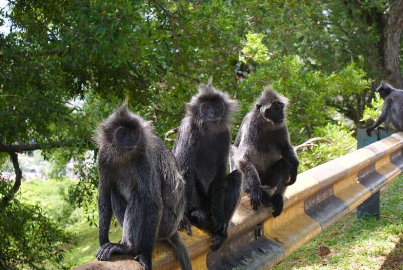 Kuala Lumpur: Kuala Selangor Firefly Tour and Dinner - FAQ